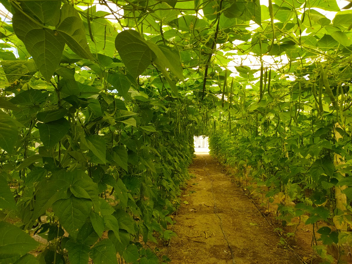 Invernaderos en province&nbsp;d’Almería